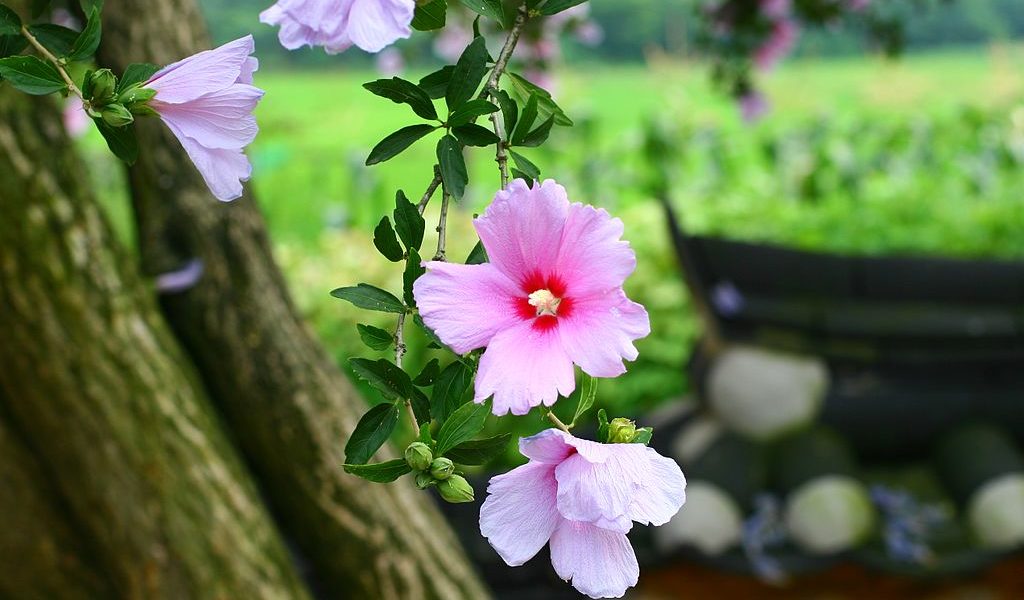 Comment est la fleur du liquidambar ?