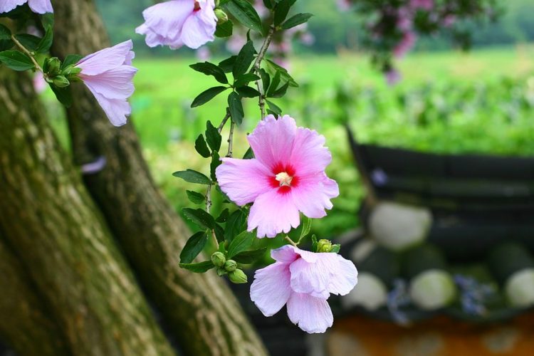 Comment L Hibiscus Syriacus Est Devenu La Fleur Nationale De Coree Du Sud Sous Le Ciel De Coree Comment L Hibiscus Syriacus Est Devenu La Fleur Nationale De Coree Du Sud Sous Le Ciel De Coree