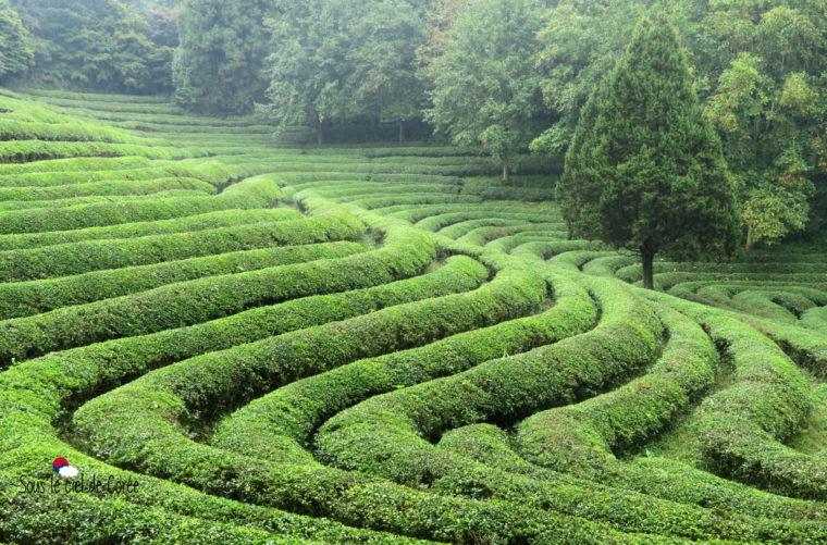 plantation-the-boseong-coree-du-sud