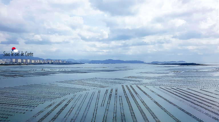 gyeongsangnam-do-parc-huitres-coree-du-sud