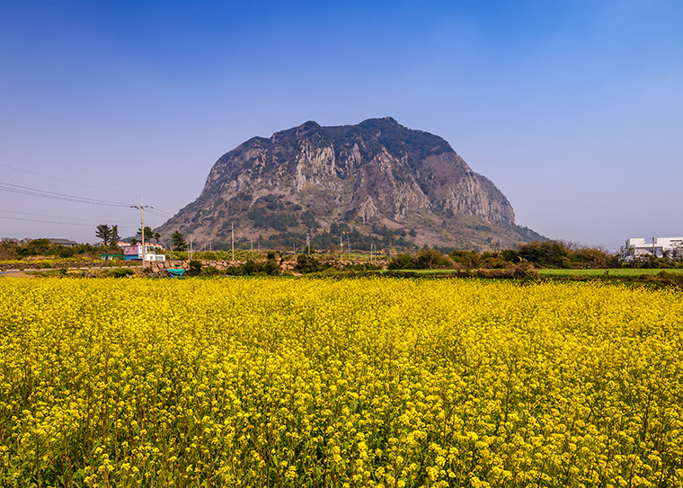 Champ de colza sur l'île de Jeju en Corée du Sud