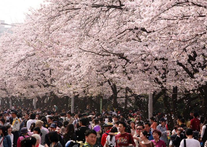 Hangang Yeouido Spring Flower Festival