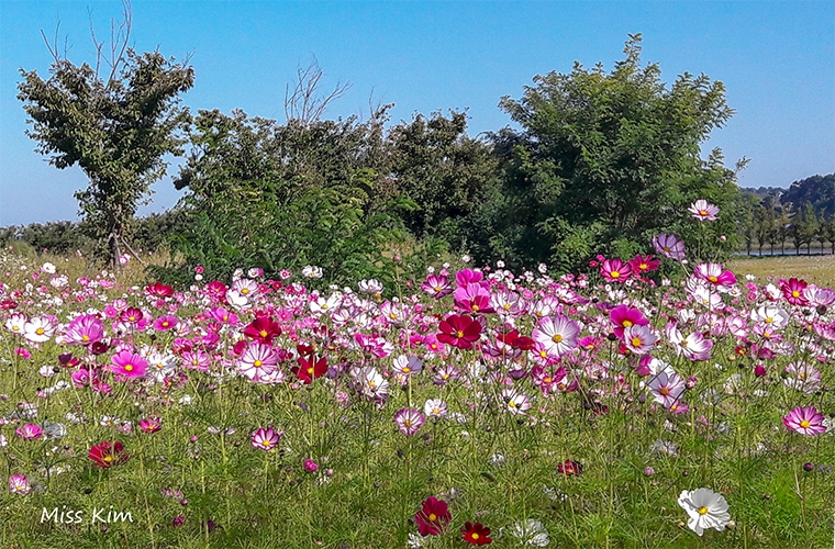 Les cosmos du parc écologique de Gyeongpo