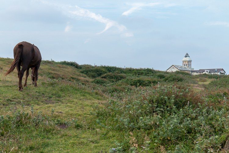 seopjikoji île de jeju un cheval broûte l'herbe de la prairie