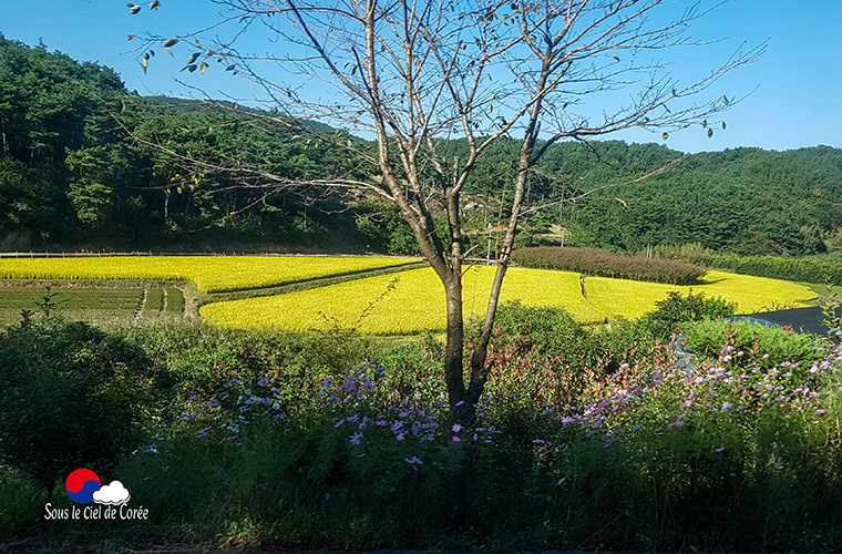 rizières de Corée du Sud