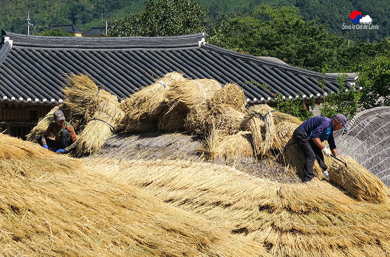 Des artisans réparent les toits de chaume des hanok de Naganeupseong