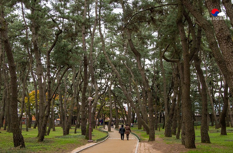 Gyeongju-Daereungwon-pins