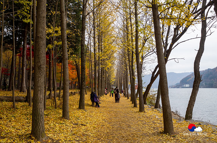 L'automne sur l'île de Nami, Gapyeong Corée du Sud