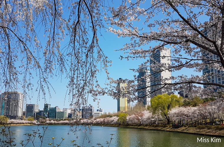 Cerisiers du lac Seokchon à Séoul