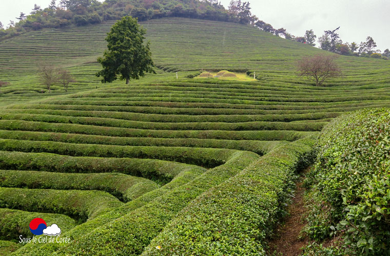 Plantation de thé de Boseong en Corée du Sud