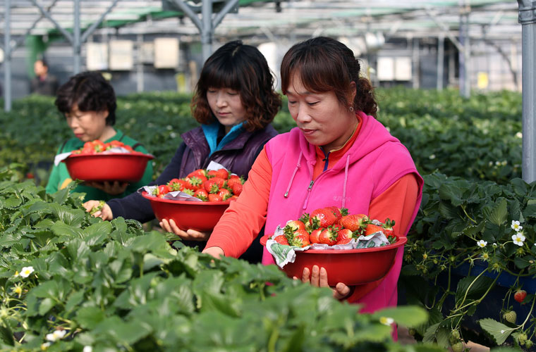 Récolte des fraises à Sancheong