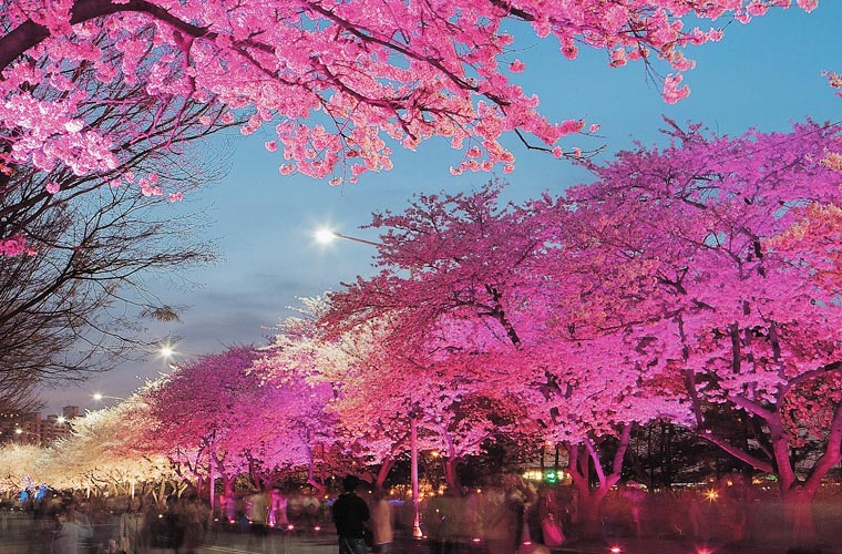 Cerisiers éclairés de nuit sur l'île de Yeouido à Séoul