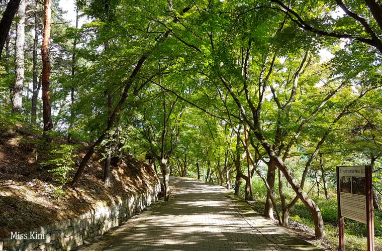 Promenade sous les arbres à Buyeo en Corée du Sud