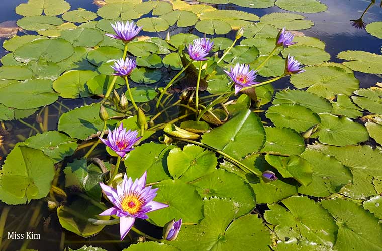 Fleurs de lotus en octobre à l'étang Gungnamji à Buyeo en Corée du Sud