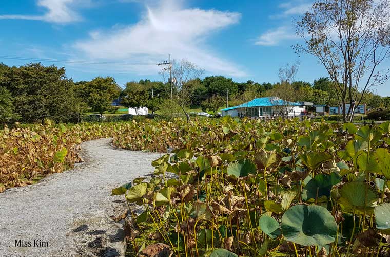 Fleurs de lotus en octobre à l'étang Gungnamji à Buyeo en Corée du Sud