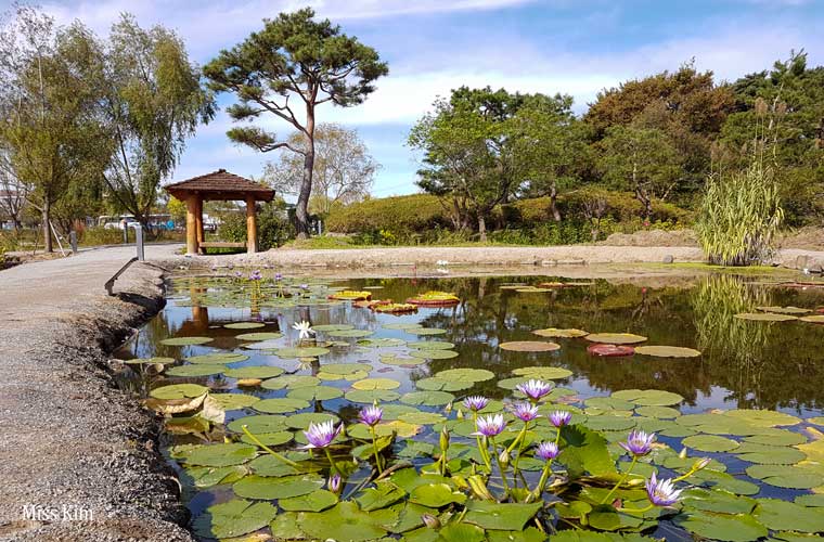 Fleurs de lotus en octobre à l'étang Gungnamji à Buyeo en Corée du Sud