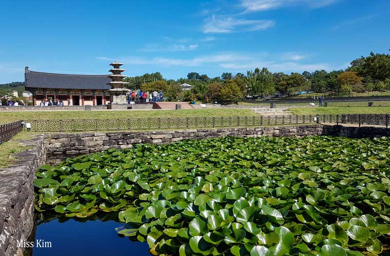 Etang de nénufars au temple Jeongminsa en Corée du Sud