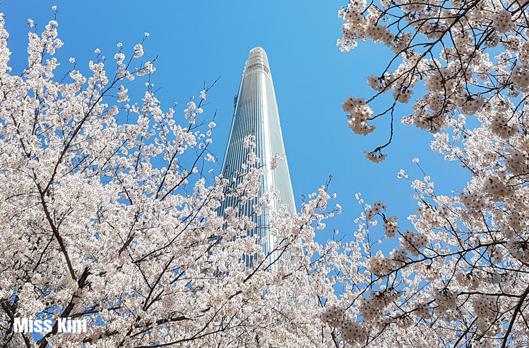 La tour Lotte World cachée par des cerisiers en fleurs