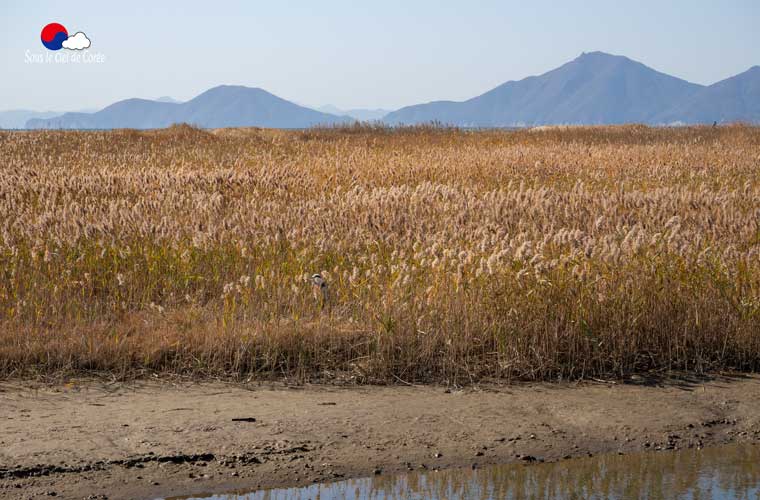 Sentier écologique Gouin, plage de Dadaepo à Busan