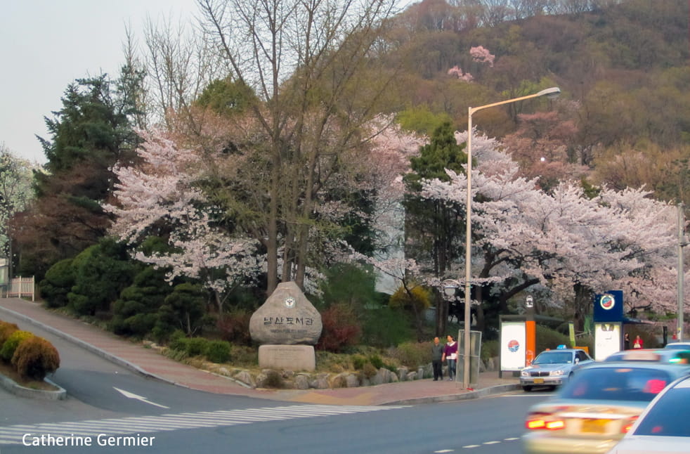 Cerisiers du Mont Namsan, Séoul