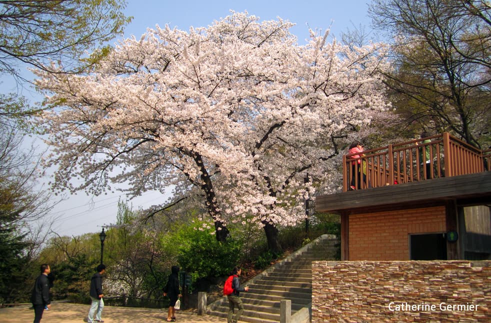 Cerisiers du Mont Namsan, Séoul