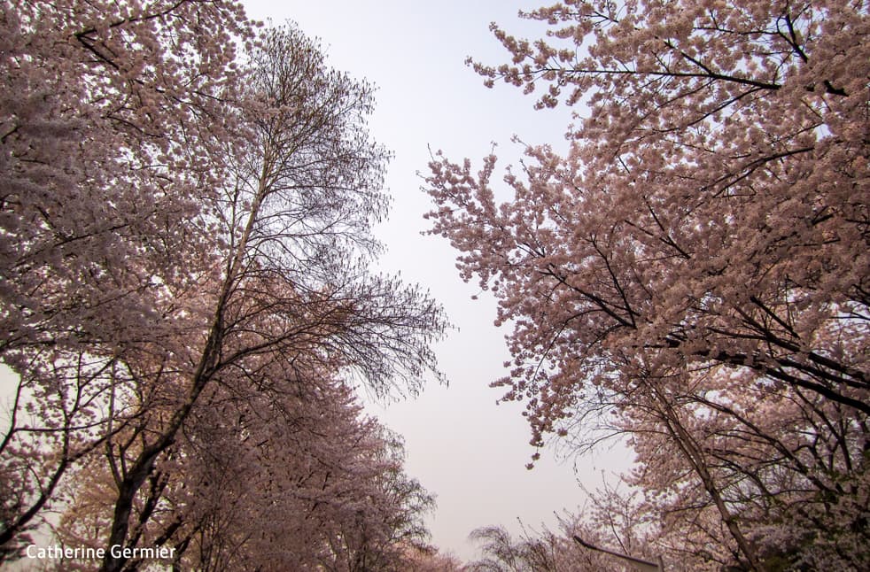 Cerisiers du Mont Namsan, Séoul