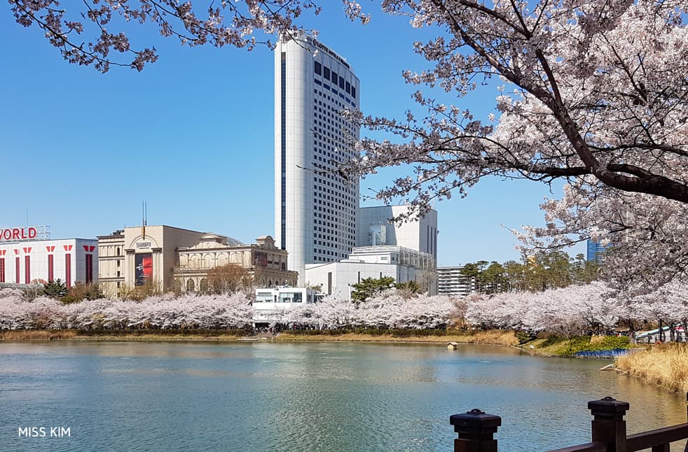 Cerisiers du lac Seokchon, à Séoul