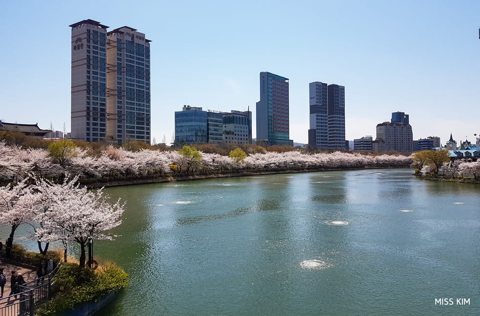 Cerisiers du lac Seokchon, à Séoul