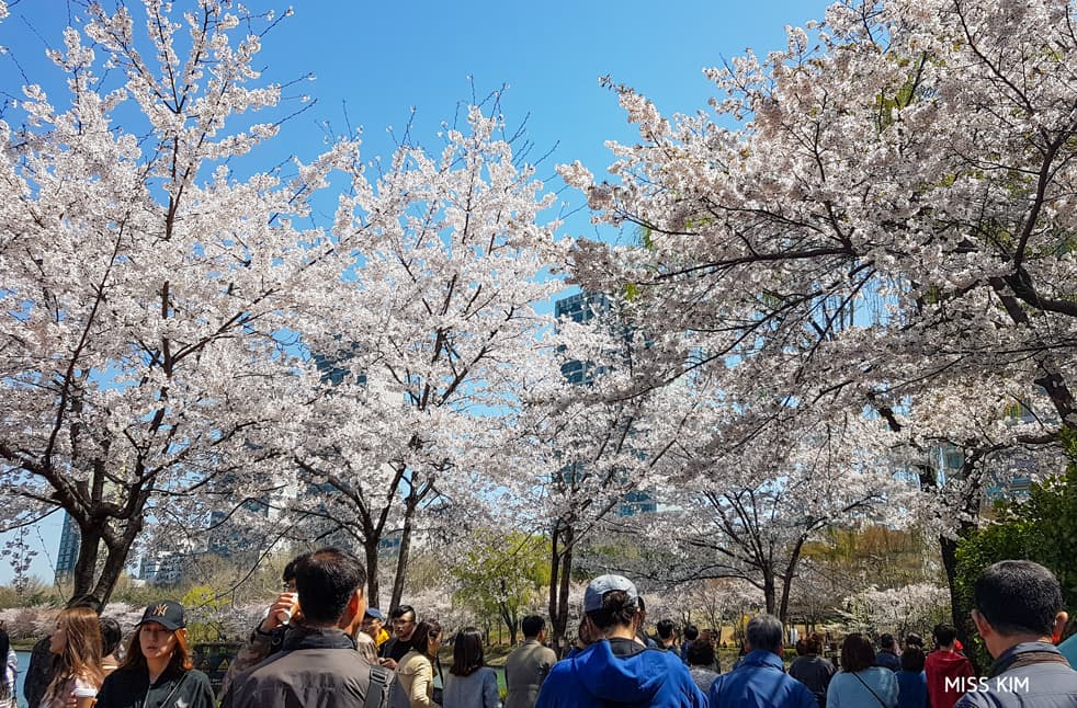 Cerisiers du lac Seokchon, à Séoul