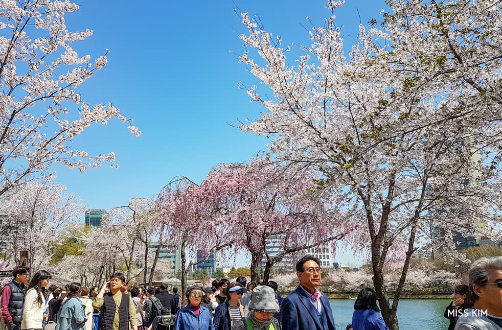 Cerisiers du lac Seokchon, à Séoul
