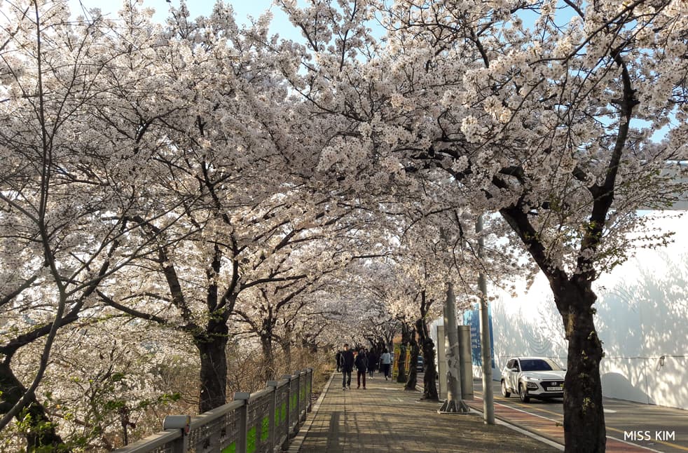 Cerisiers de la rue Yunjung sur l'île de Yeouido à Séoul