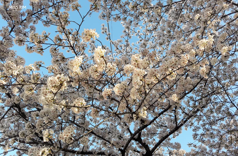 Cerisiers de la rue Yunjung sur l'île de Yeouido à Séoul