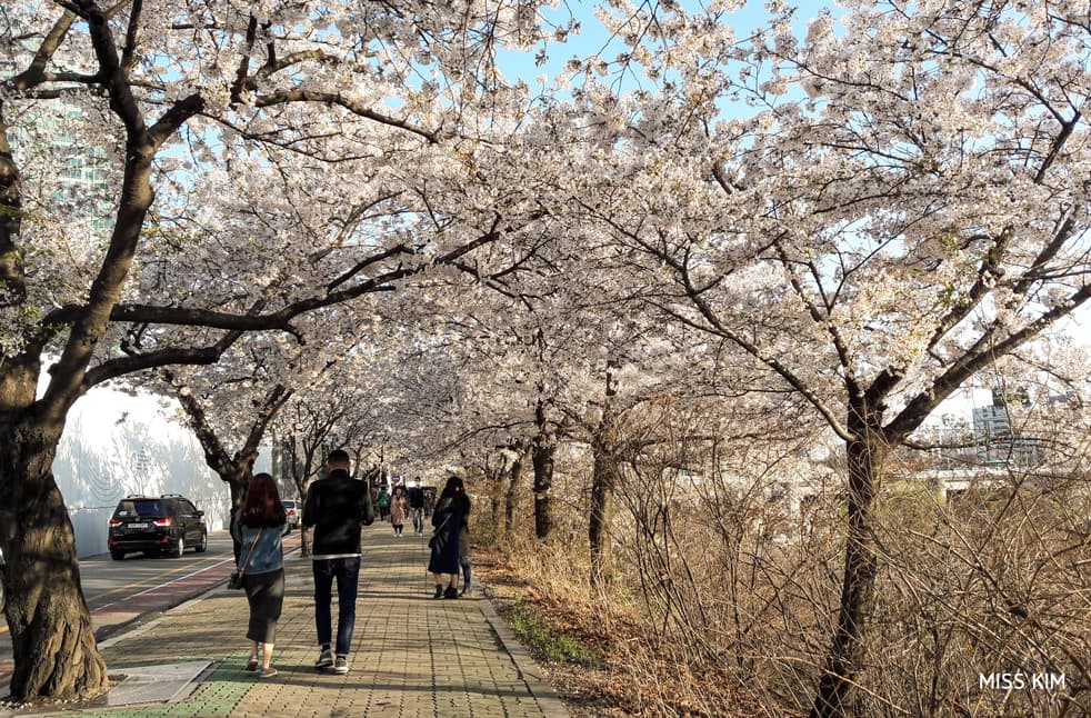 Cerisiers de la rue Yunjung sur l'île de Yeouido à Séoul