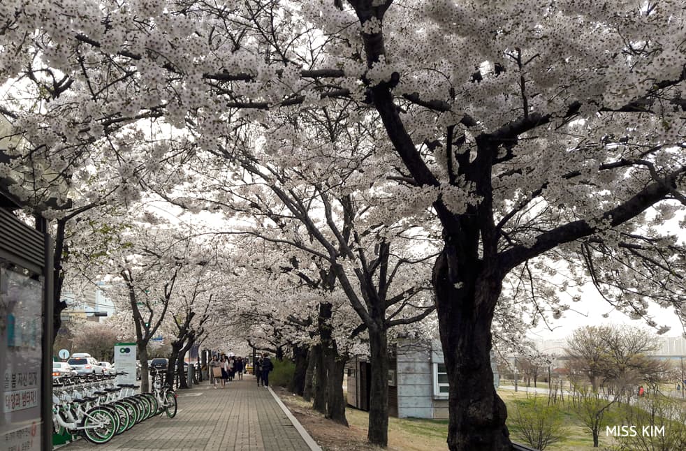 Cerisiers de la rue Yunjung sur l'île de Yeouido à Séoul