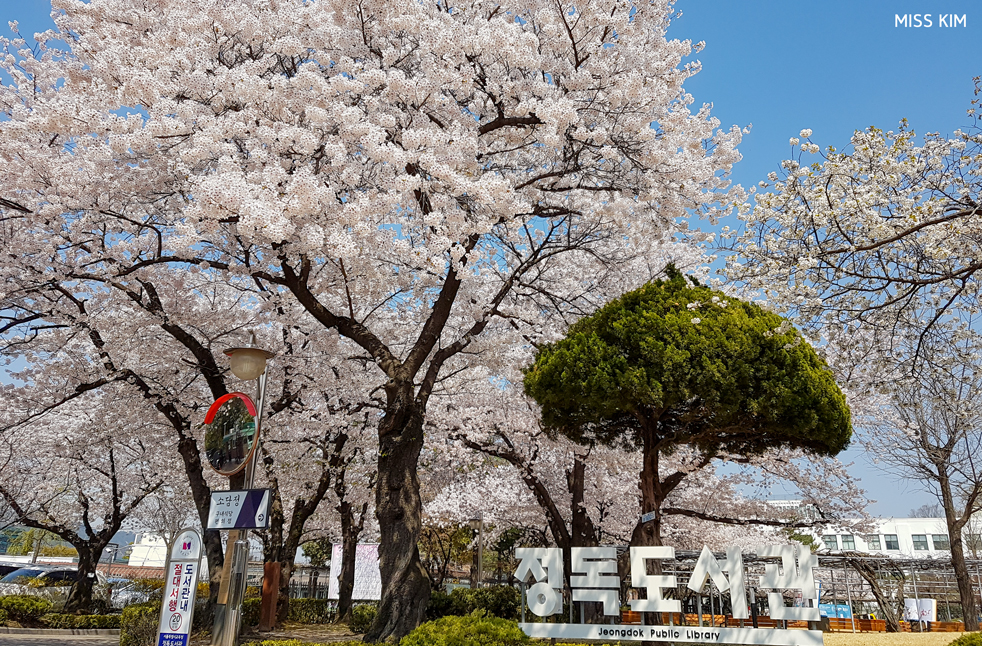 Cerisiers en fleurs, Bibliothèque Jeongdok, Séoul