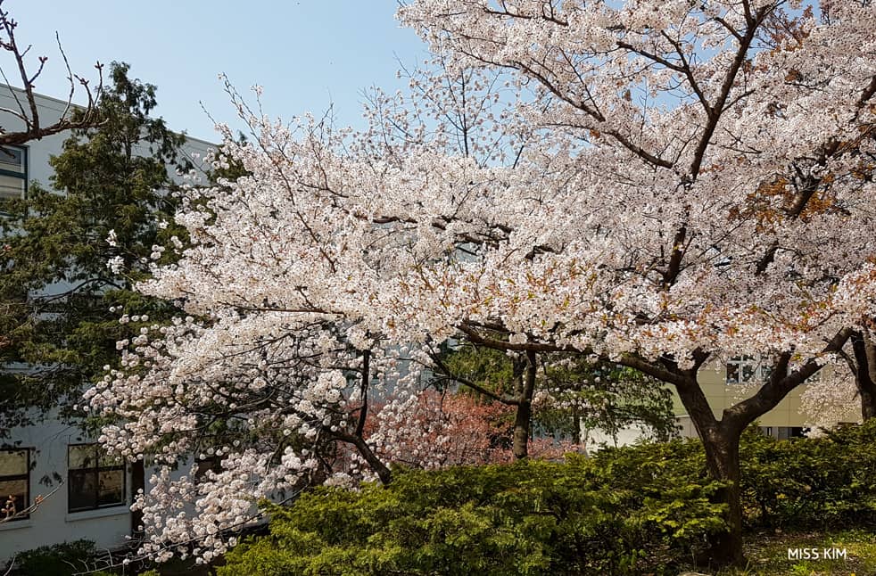 Cerisiers en fleurs, Bibliothèque Jeongdok, Séoul