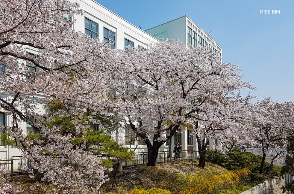 Cerisiers en fleurs, Bibliothèque Jeongdok, Séoul