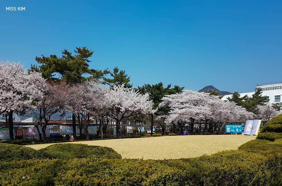 Cerisiers en fleurs, Bibliothèque Jeongdok, Séoul