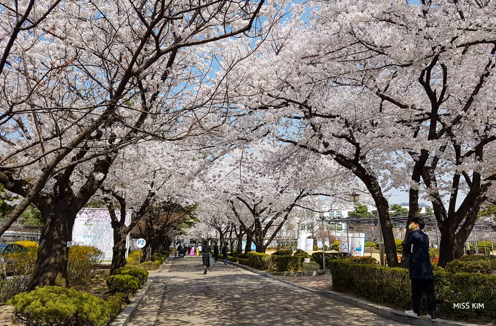 Cerisiers en fleurs, Bibliothèque Jeongdok, Séoul