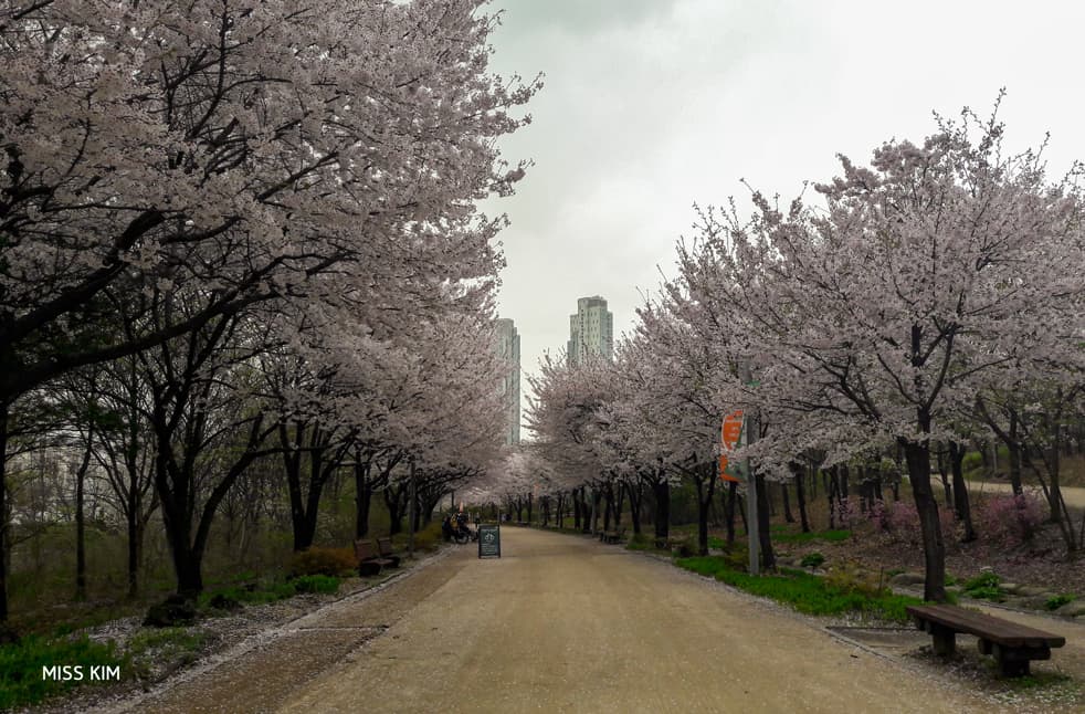 Les cerisiers en fleurs de Seoul Forest à Séoul