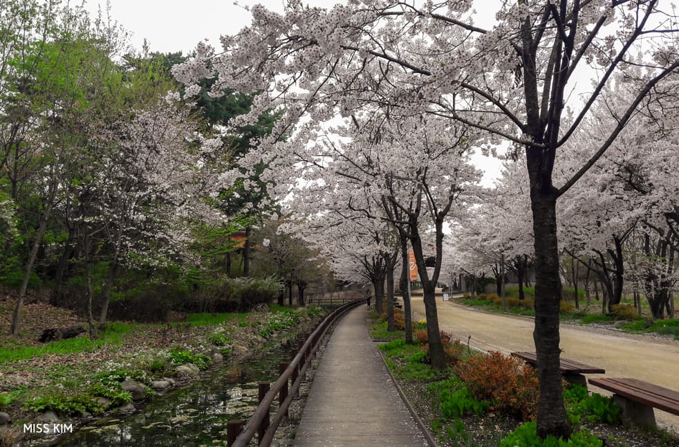 Les cerisiers en fleurs de Seoul Forest à Séoul