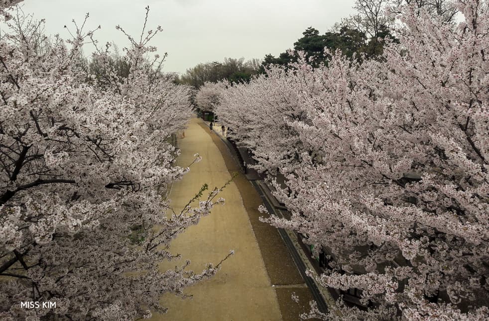 Les cerisiers en fleurs de Seoul Forest à Séoul