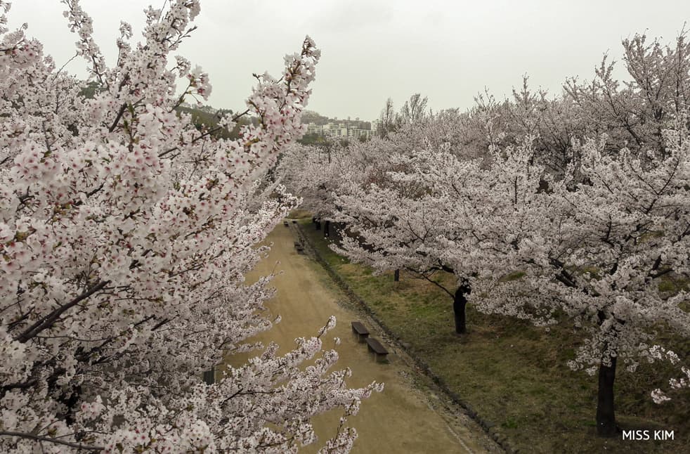 Les cerisiers en fleurs de Seoul Forest à Séoul
