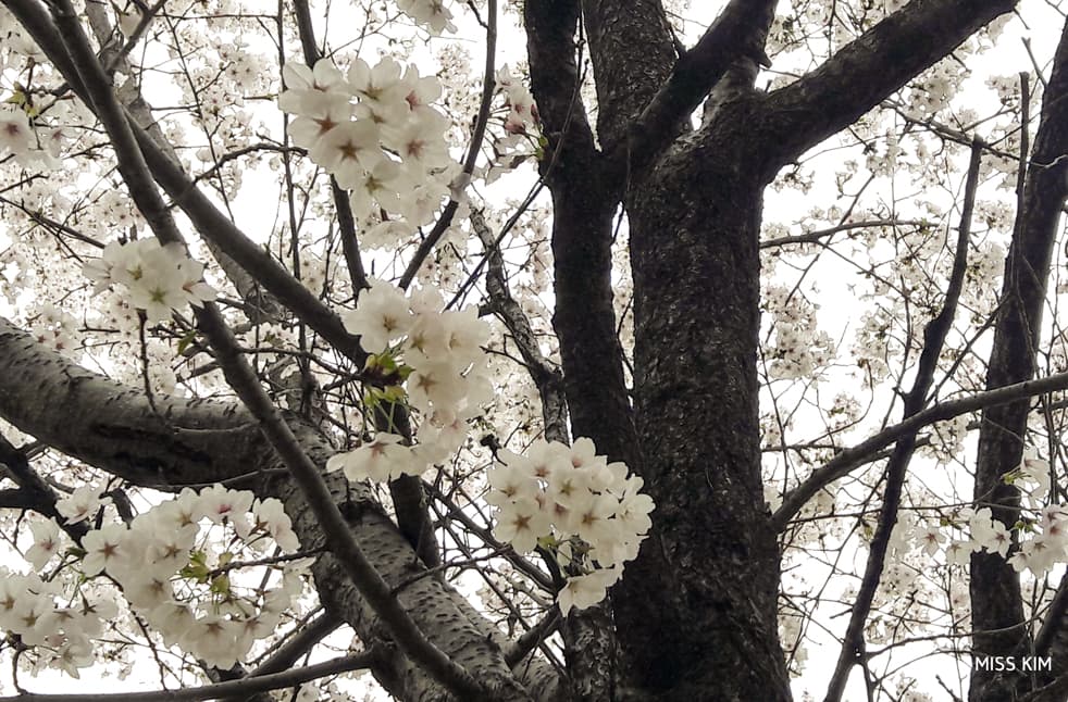 Les cerisiers en fleurs de Seoul Forest à Séoul