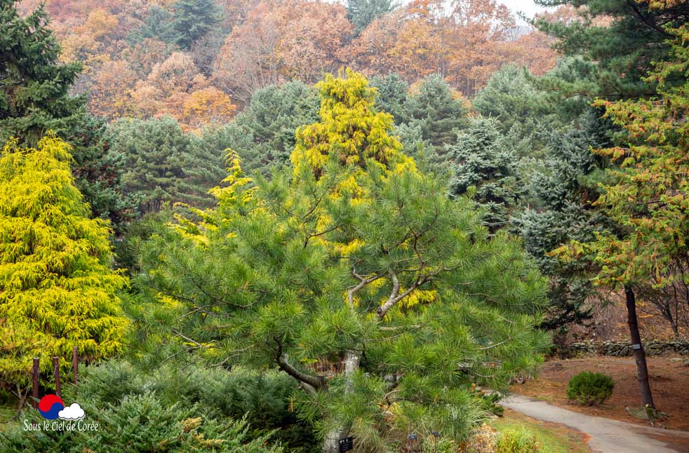 Les conifères du Jardin du Matin calme en Corée du Sud