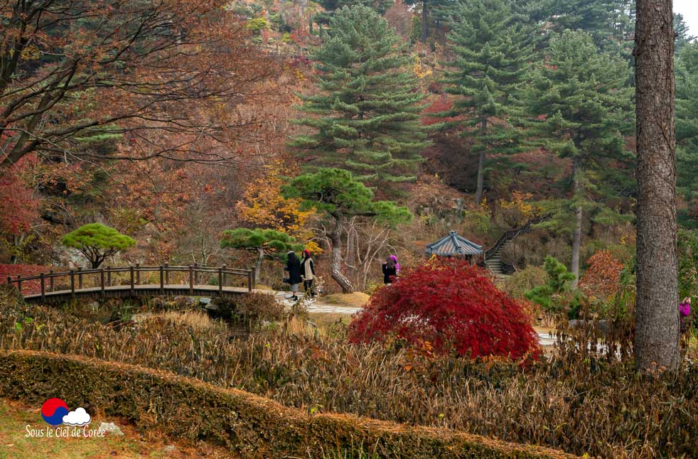 Les conifères du Jardin du Matin calme en Corée du Sud