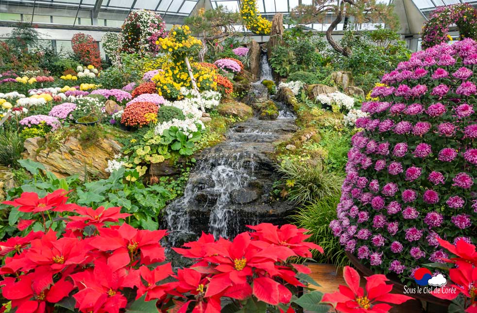 Exposition de chrysantèmes en 2019 au Jardin du Matin calme en Corée du Sud