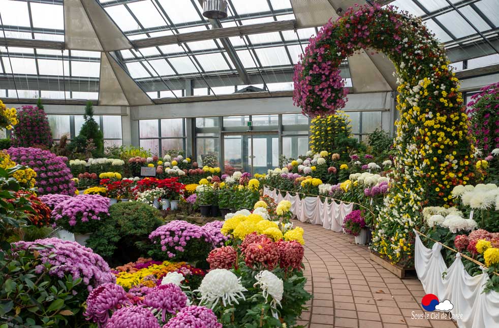 Exposition de chrysantèmes en 2019 au Jardin du Matin calme en Corée du Sud