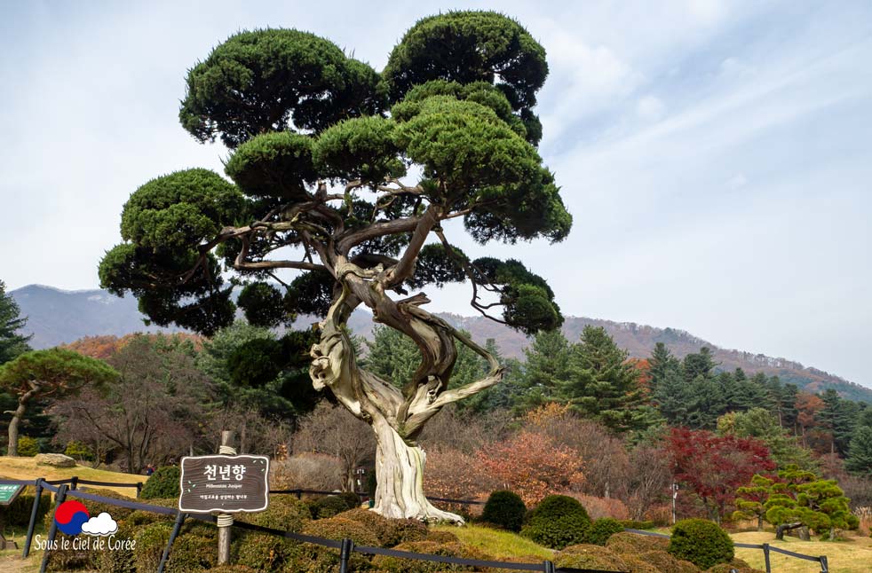 L'arbre Millenium Juniper du Jardin du Matin calme en Corée du Sud