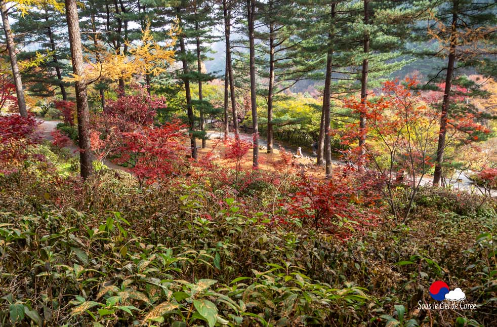 La promenade du Jardin du Matin calme en Corée du Sud